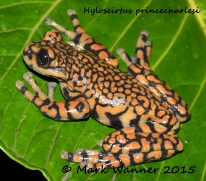 Hyloscirtus princecharlesi